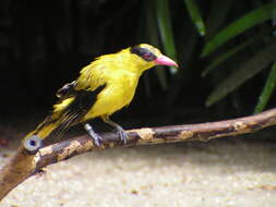 Image of Black-naped Oriole