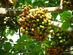 Image of Broom-cluster fig