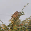 Image of Tawny-bellied Babbler