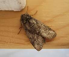 Image of Double-lined Prominent