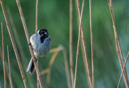 Imagem de Emberiza schoeniclus (Linnaeus 1758)