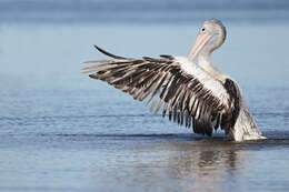 Image of pelicans