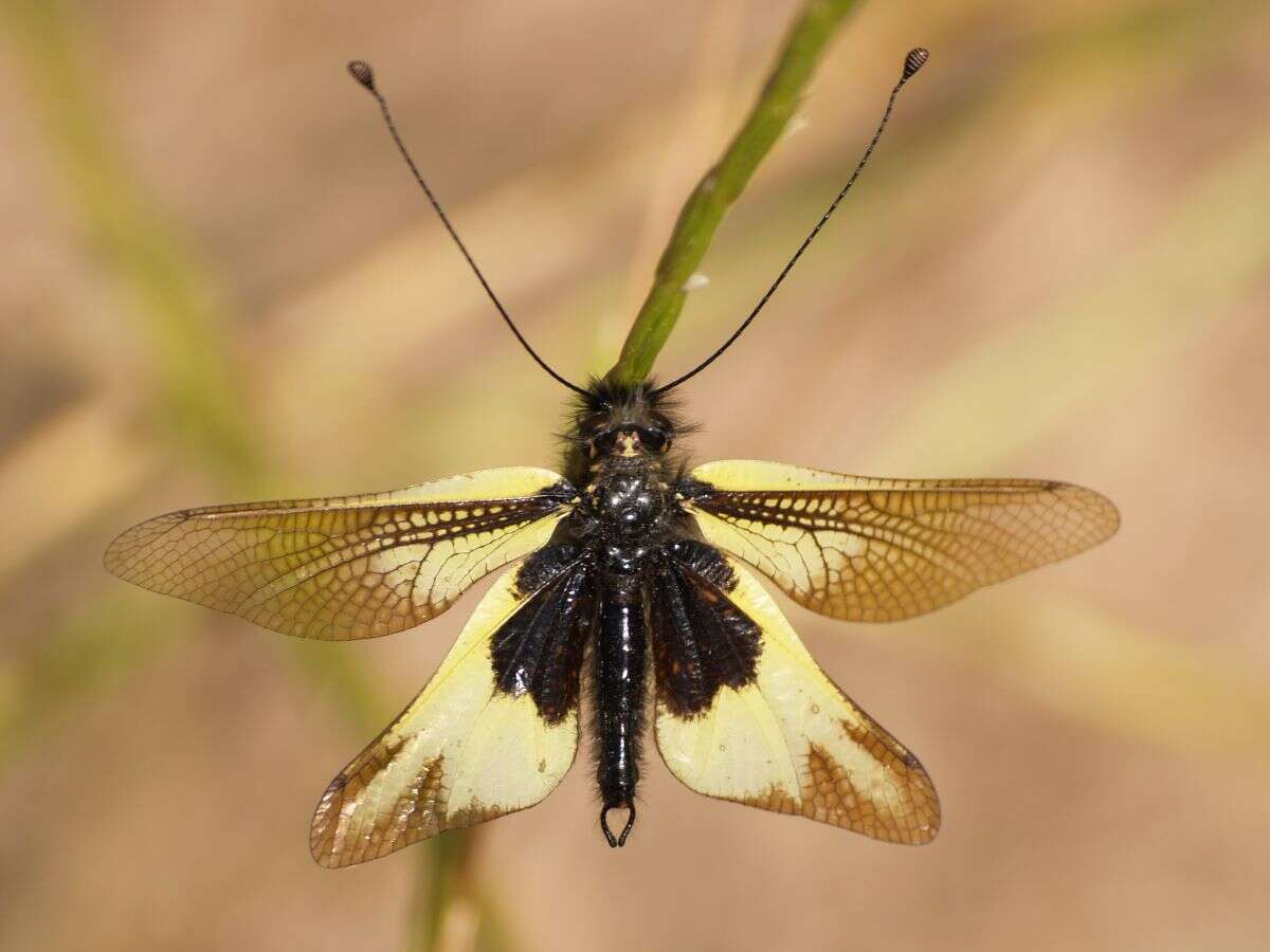 Image of Libelloides cunii (Navás 1901)