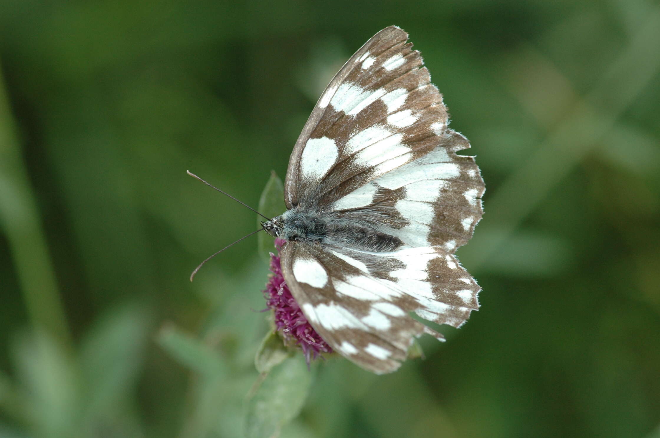 Imagem de Melanargia