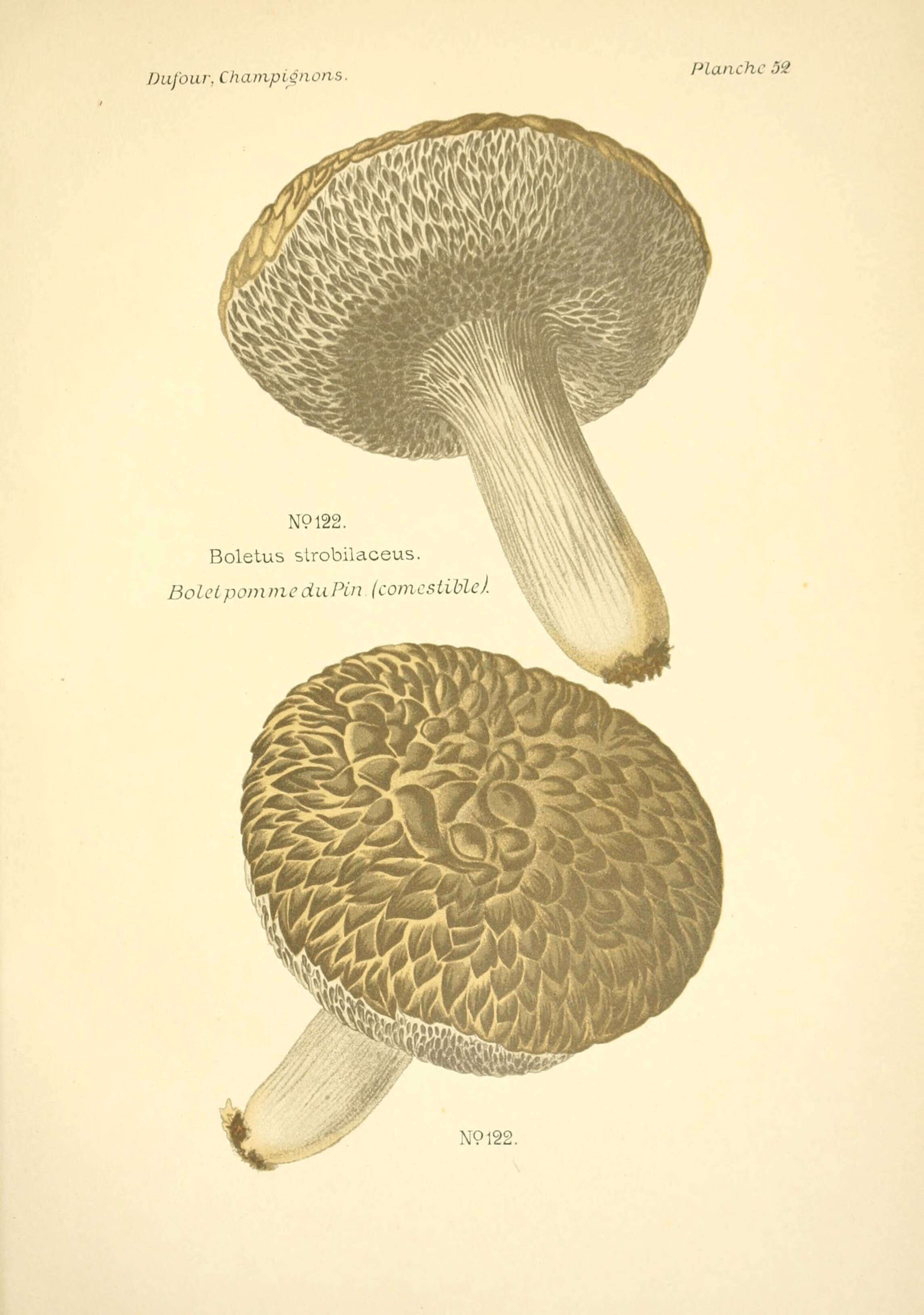 Слика од Strobilomyces