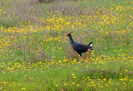 Image of Swamphen