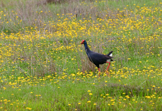 Image of Swamphen