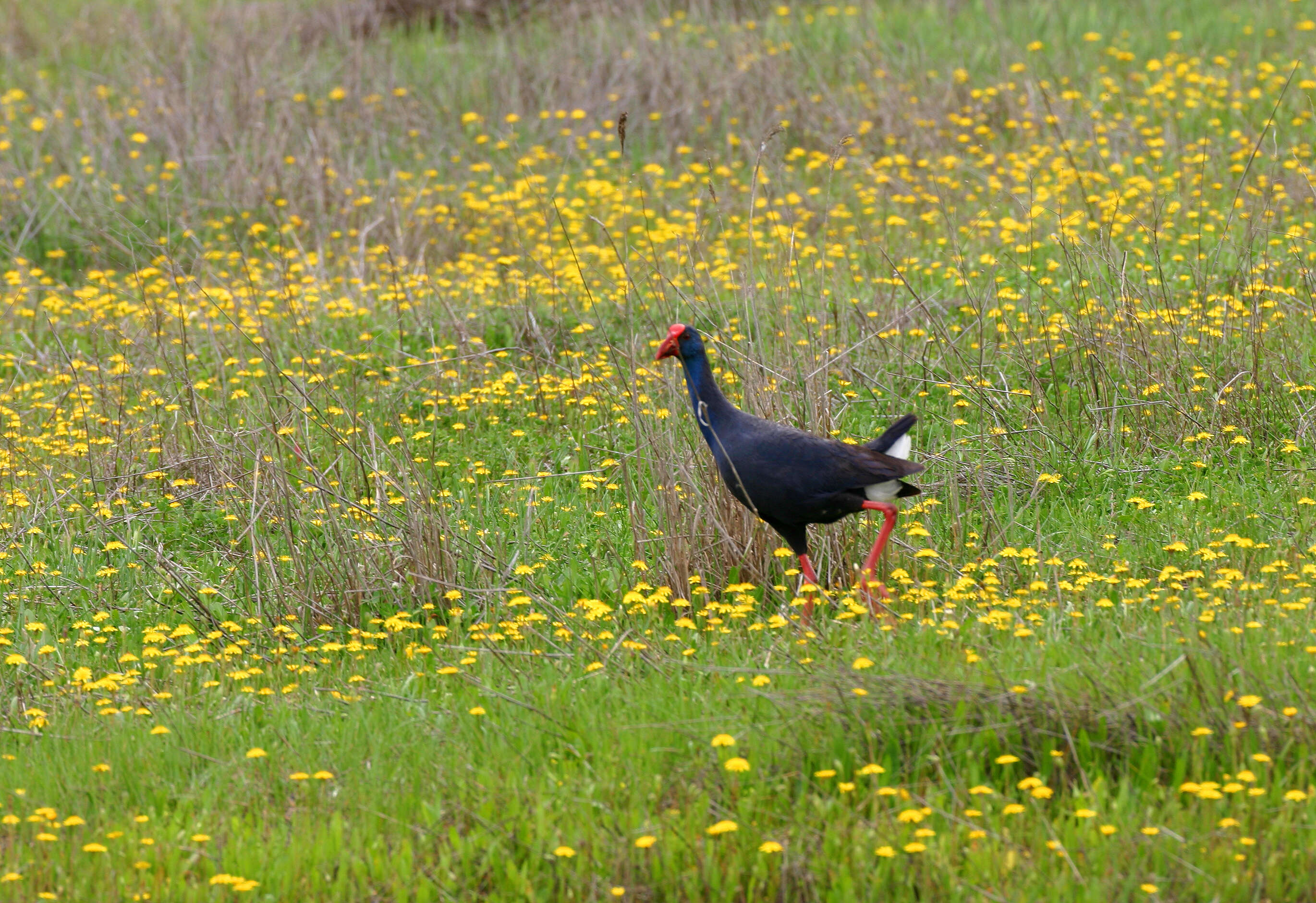 Image de Poule sultane