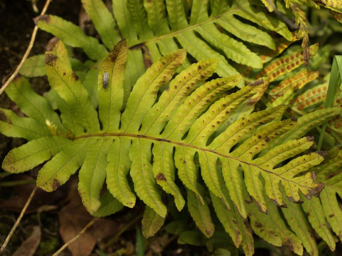 Image of polypody