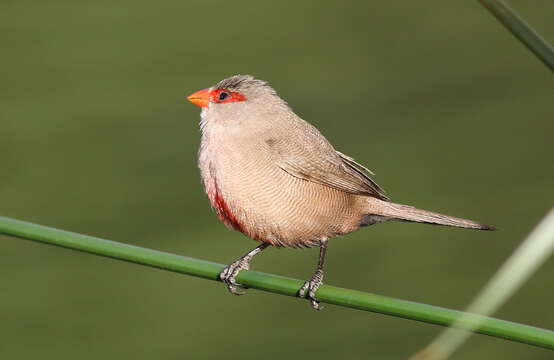 Image of Common Waxbill