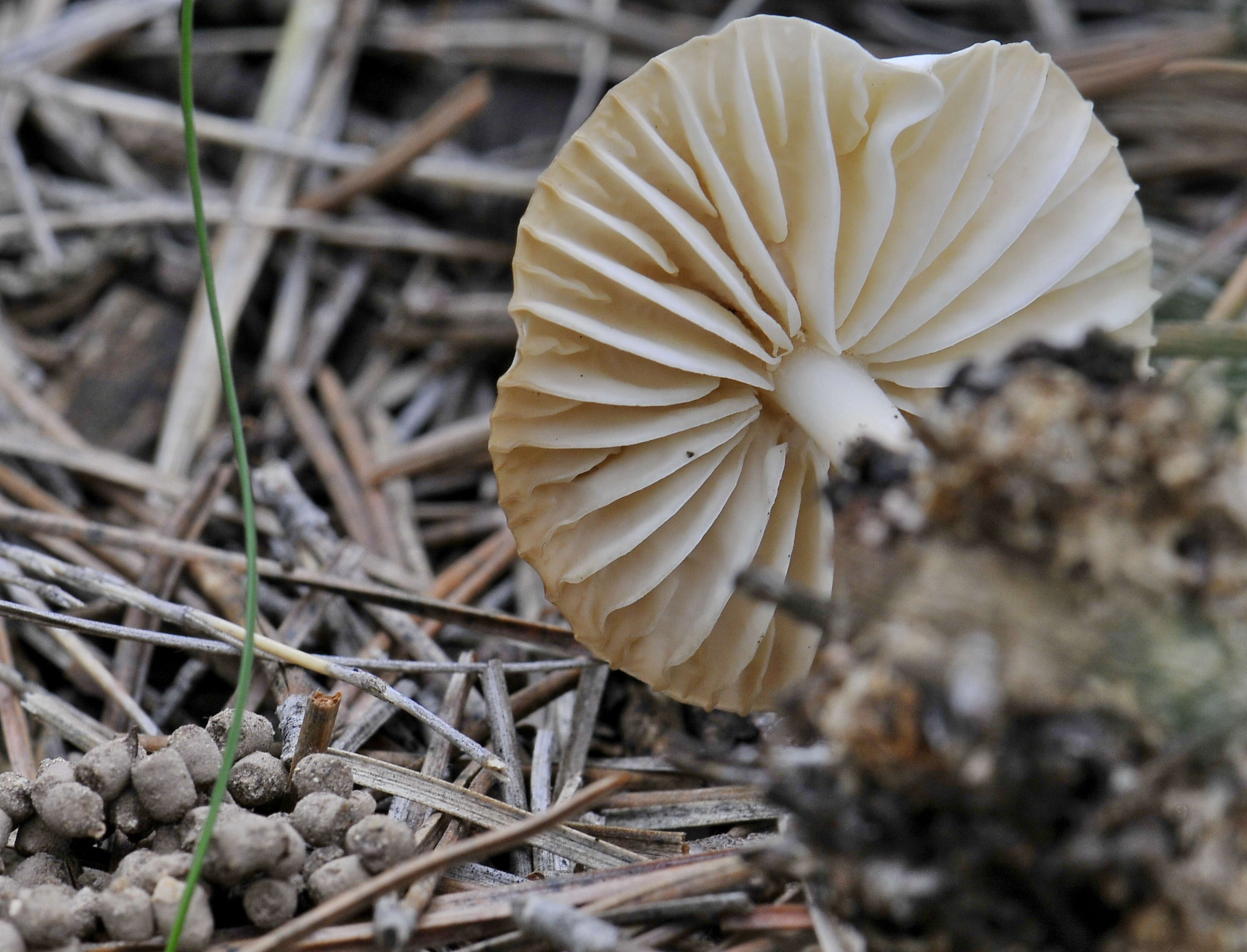 Imagem de Gymnopus