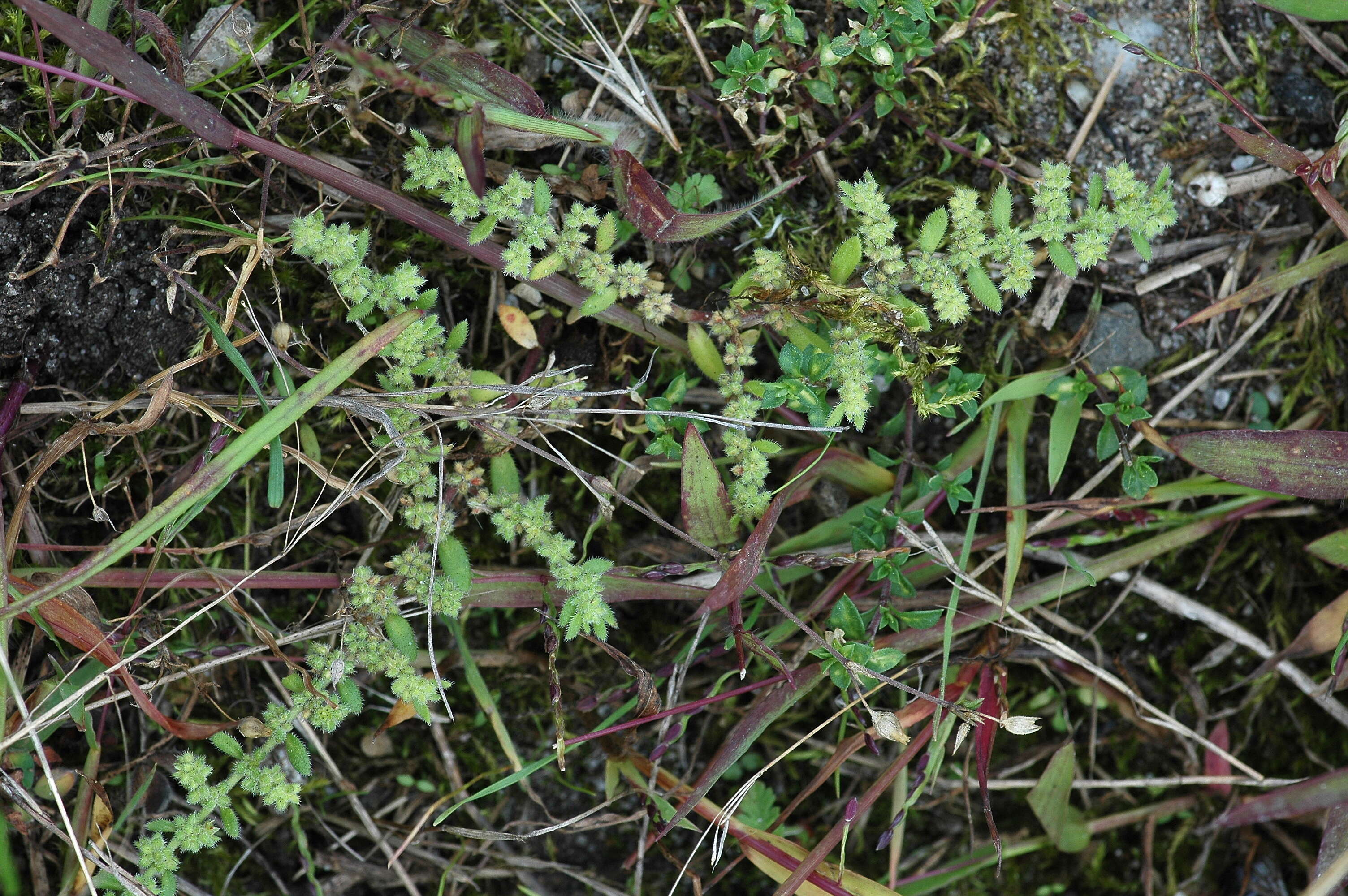 Image of hairy rupture-wort