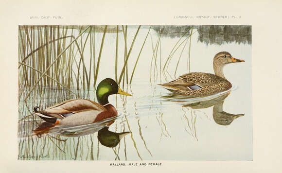 Image of Common Mallard