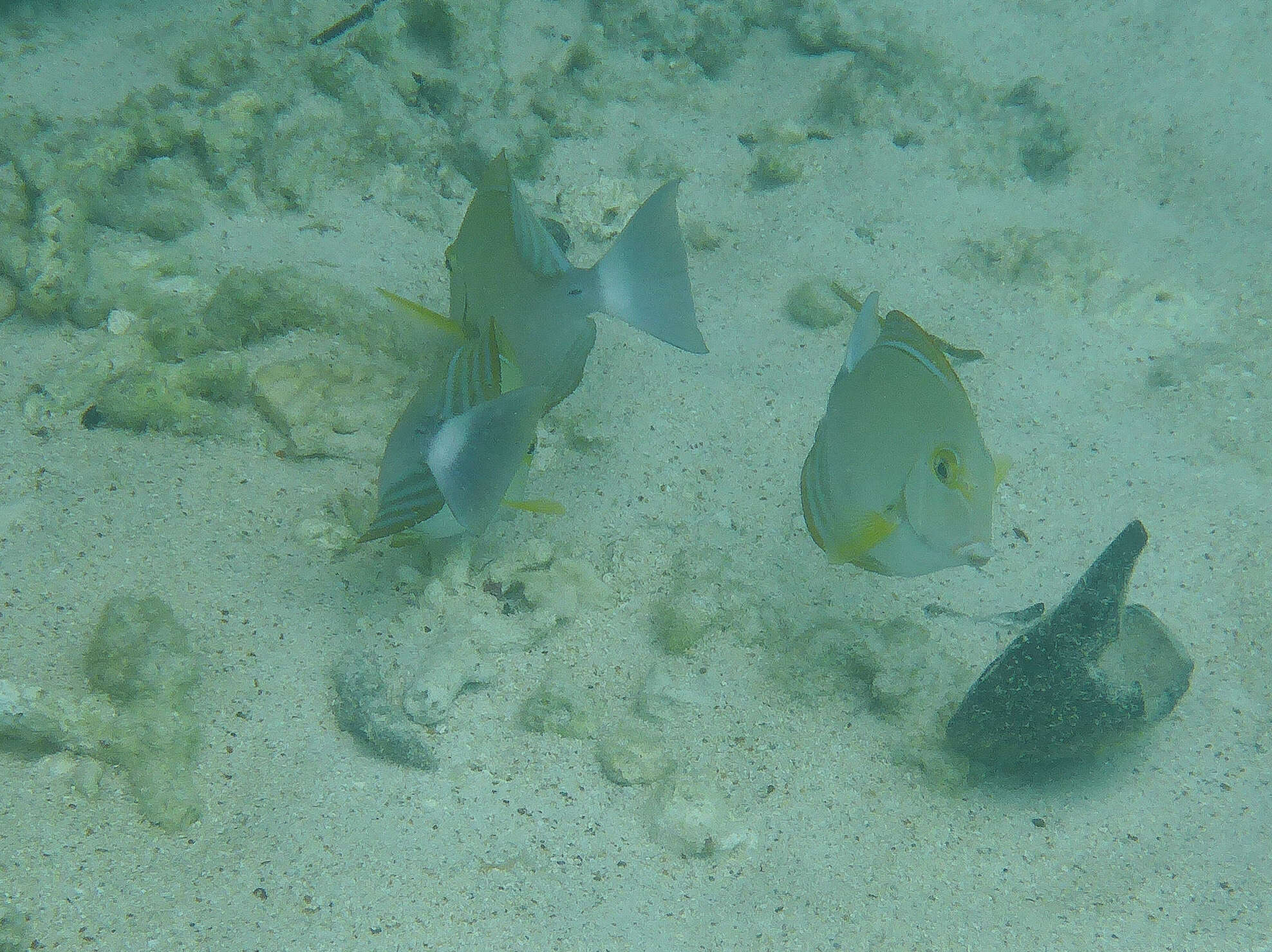 Imagem de Acanthurus xanthopterus Valenciennes 1835