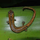 Image of Savage's salamander