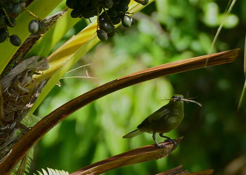 Image of Palm Tanager