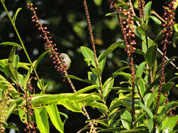 Image of Sarcopera sessiliflora (Triana & Planch.) H. G. Bedell