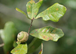 Image of Chapman Oak