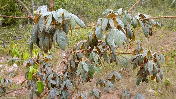 صورة Vitex hypoleuca Schauer