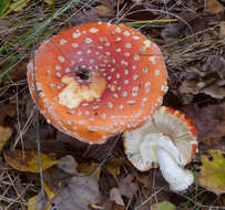 Image of Amanita