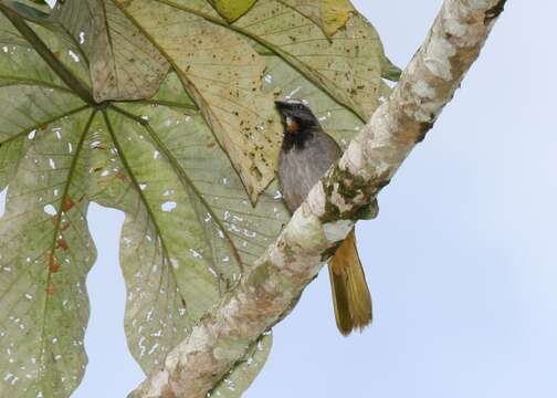 Image of Buff-throated Saltator