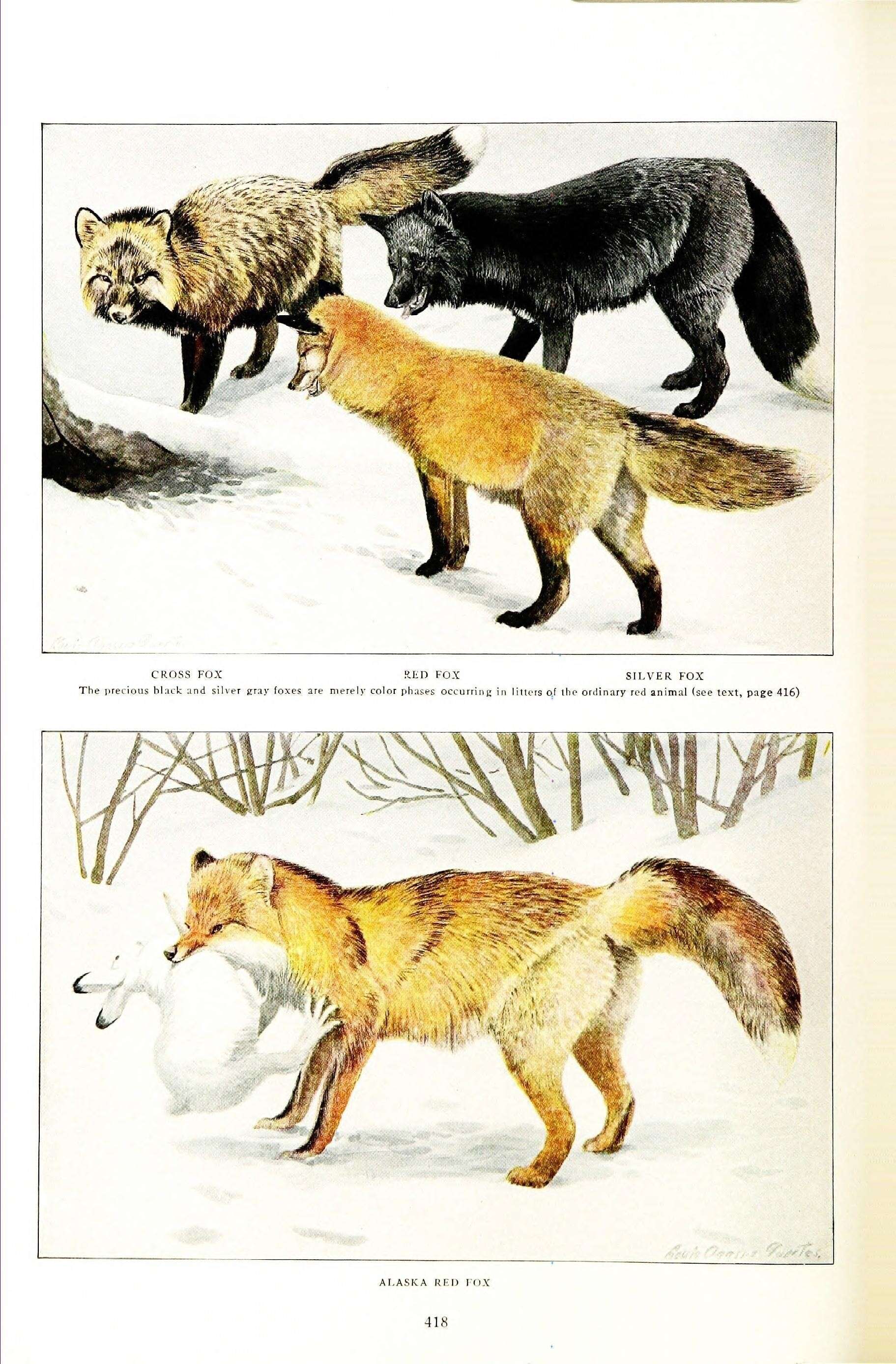 Image of Foxes