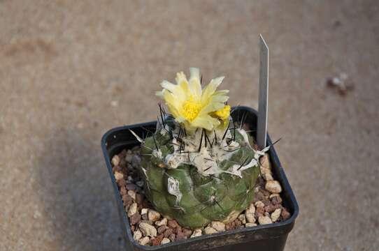 Image de Copiapoa humilis (Phil.) Hutchison