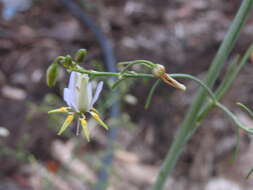 Image of cerulean flaxlily