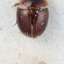 Image of Thysanarthria ceylonensis Hebauer 2001