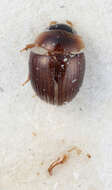 Image of Thysanarthria ceylonensis Hebauer 2001