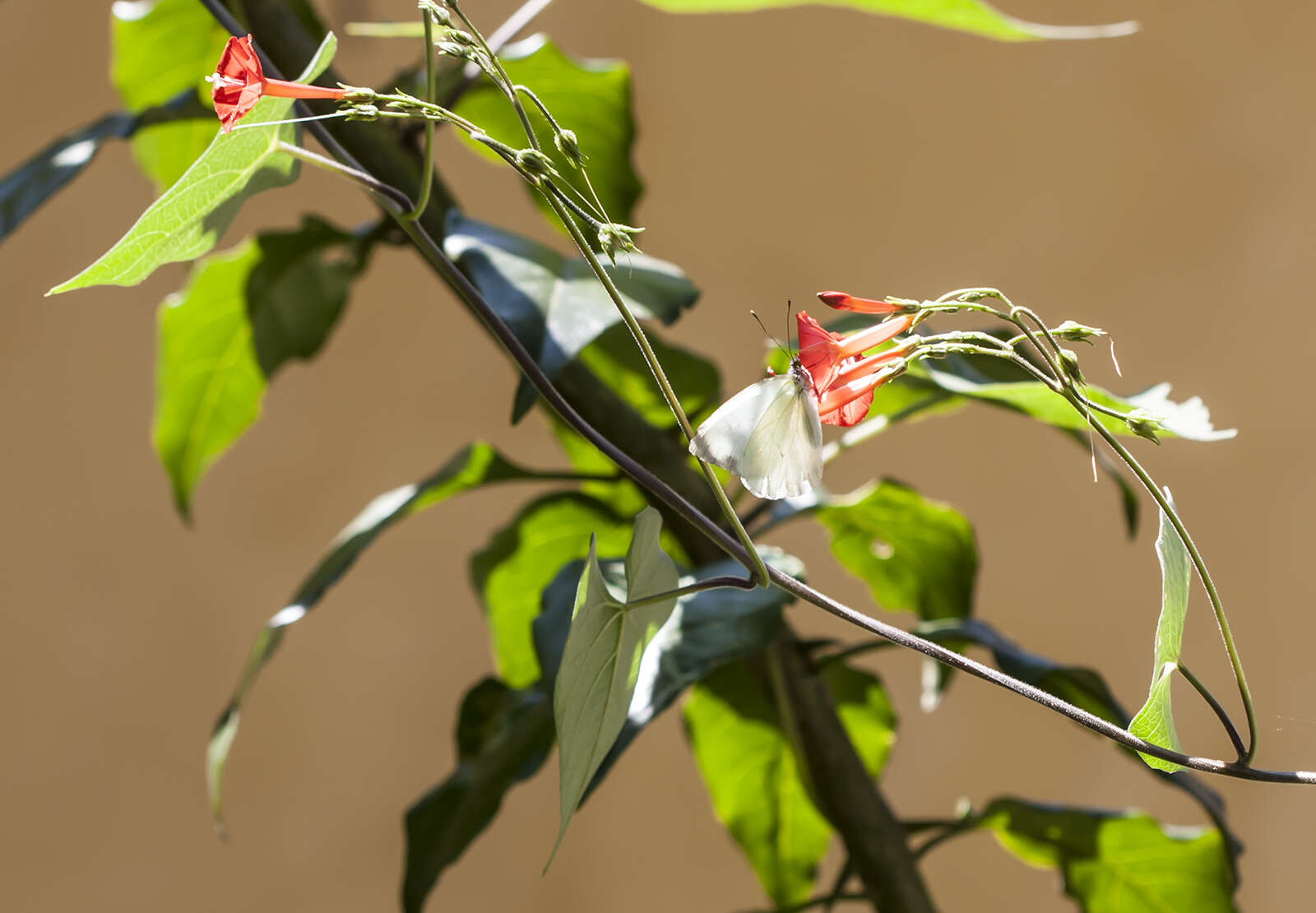 Image of Ipomoea cholulensis Kunth