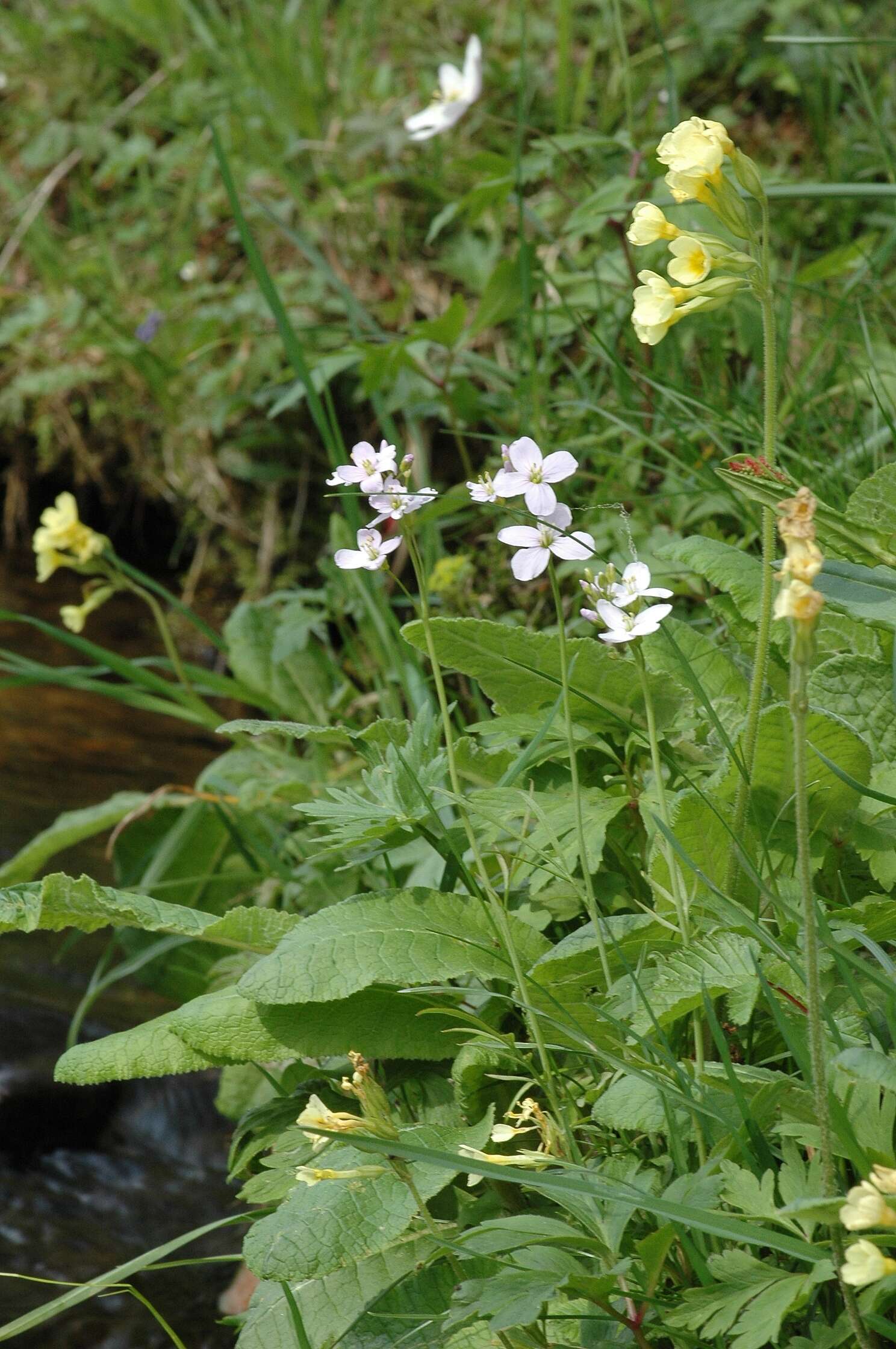 Image of bittercress