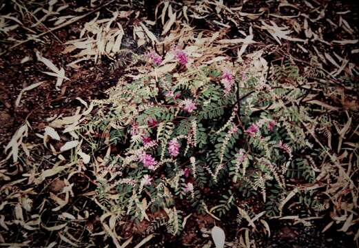 Indigofera sericovexilla C. T. White的圖片