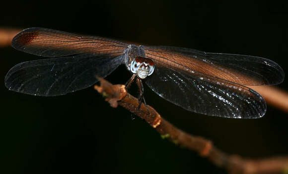 Image of Uracis imbuta (Burmeister 1839)