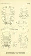 Image de Cirolanidae Dana 1852