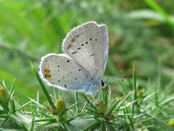 Image of Lepidoptera