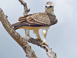 Image of Polemaetus Heine 1890