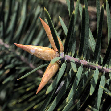 Image of Bristlecone Fir