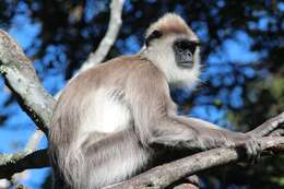 Image of Gray (=entellus) langur