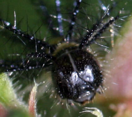 Image of Acraea lycoa Godart 1819