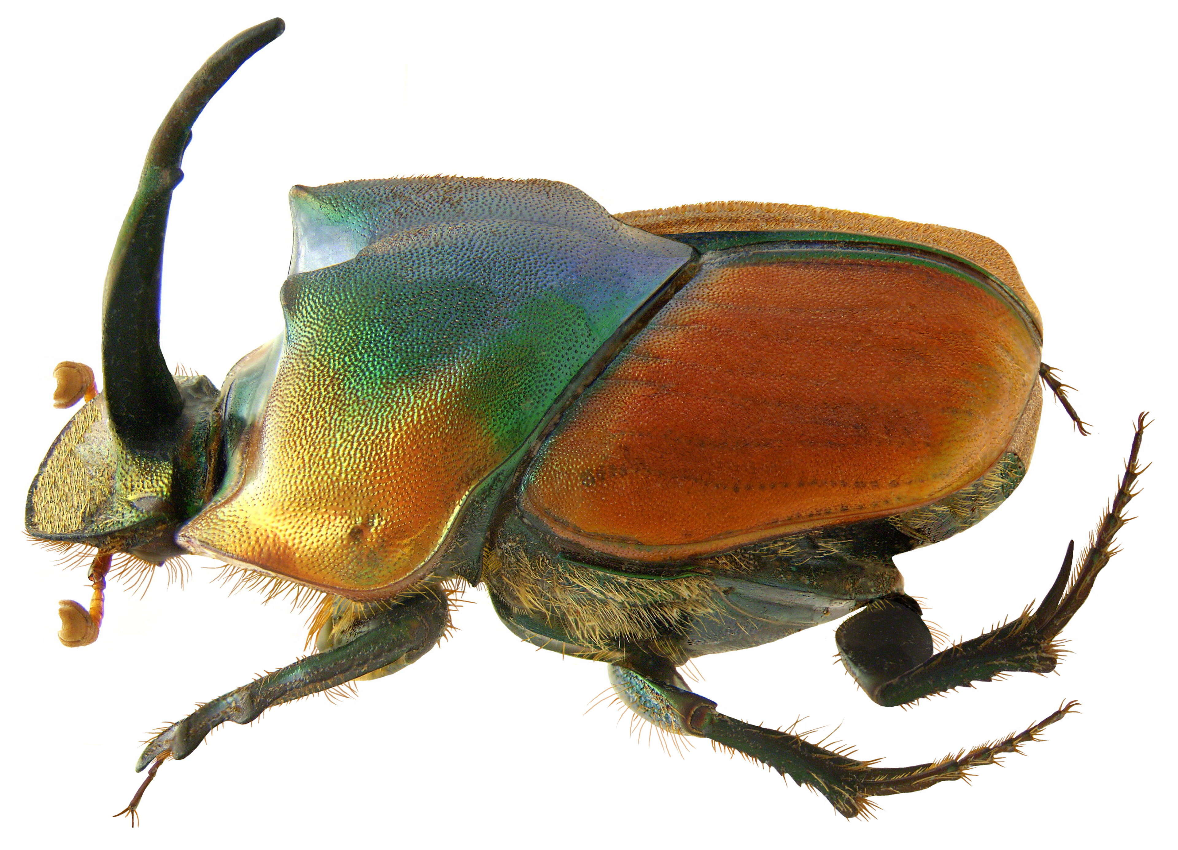 Image of Onthophagus pactolus