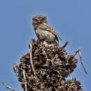 Image of Austral Pygmy Owl