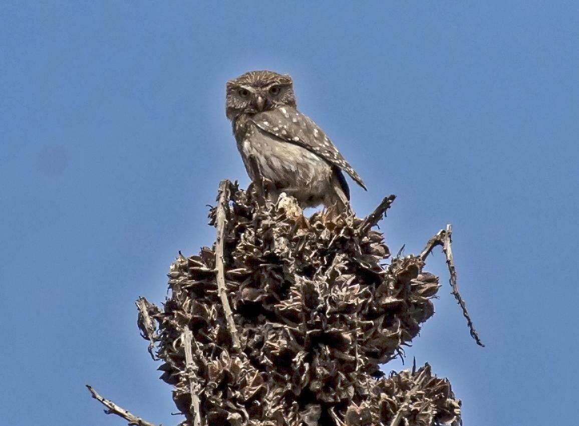 Image of Glaucidium Boie & F 1826