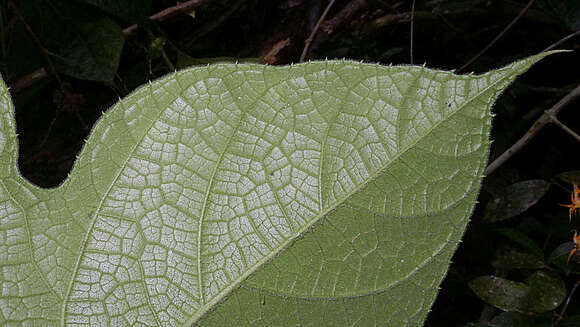 Image of Gurania subumbellata (Miq.) Cogn.