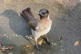 Image de Bulbul tricolore