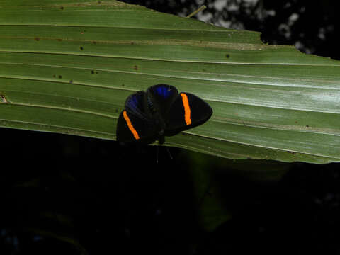 Image of Panaropsis elegans