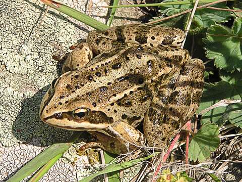 Image de Rana macrocnemis Boulenger 1885