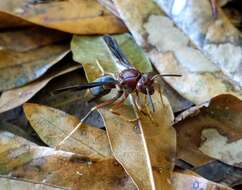 Image of Polistes