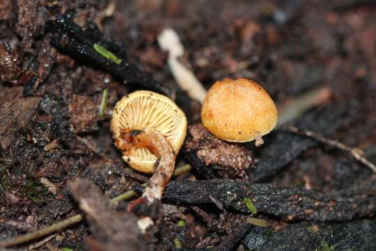 Image of Pholiota eucalyptorum (Cleland) Singer 1952