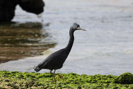 Image de Aigrette sacrée